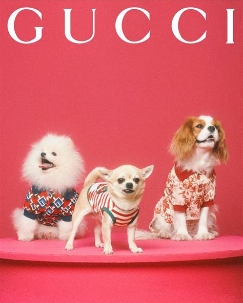 gucci pet bloemen|Gucci's new pet collection includes clothes and .